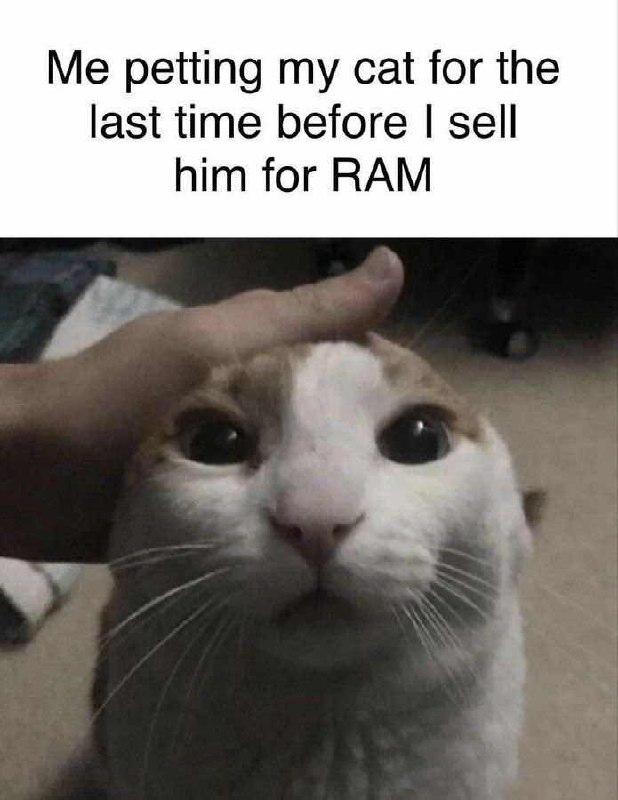 Me petting my cat for the
last time before I sell
him for RAM