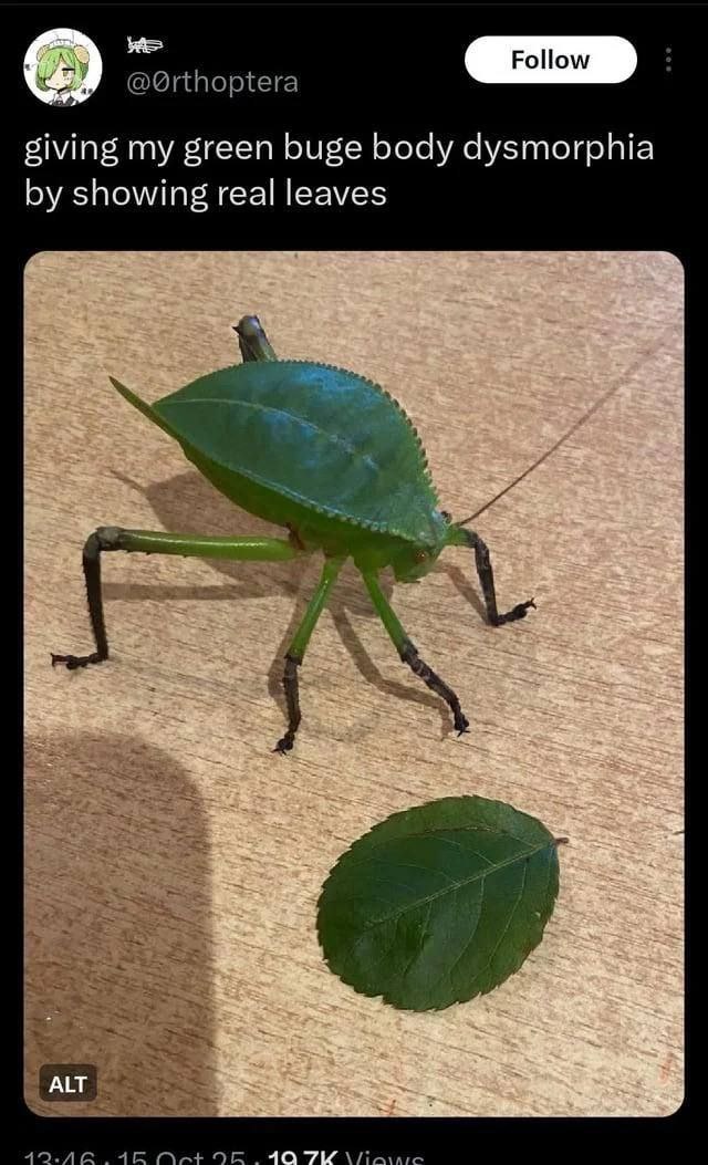 @0rthoptera

giving my green buge body dysmorphia
by showing real leaves