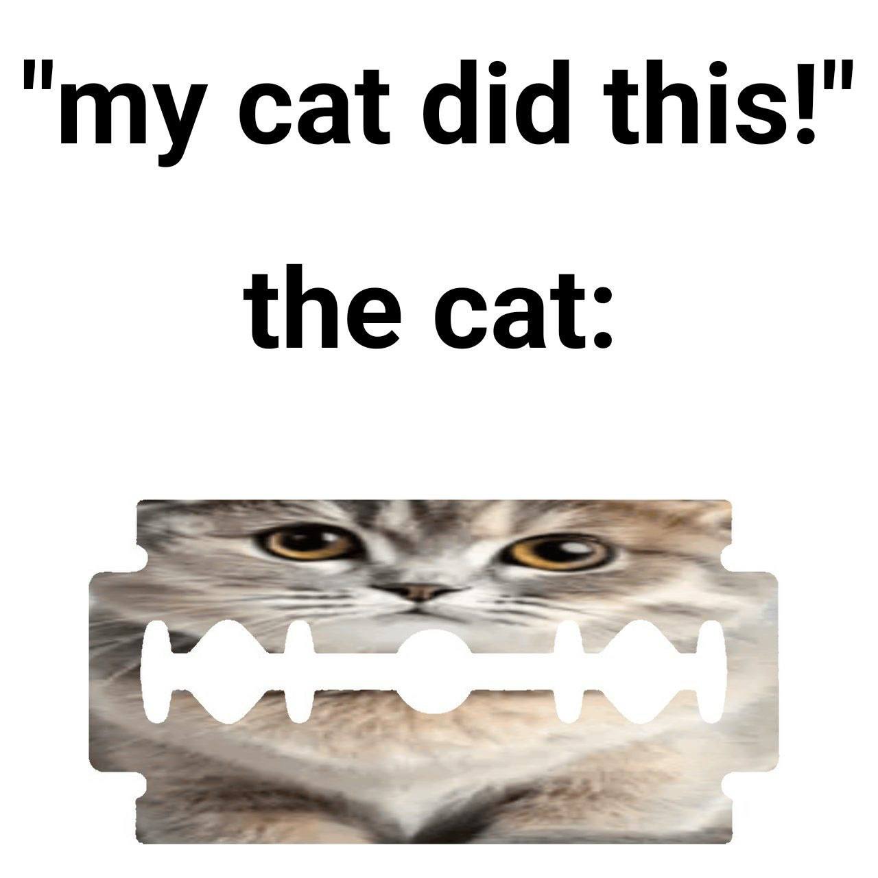 "my cat did this!"

the cat: