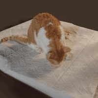 Cat gaussian splat atomization #b3d #geometrynodes #blender

🔗 Cartesian Caramel (@Cartesian_C)