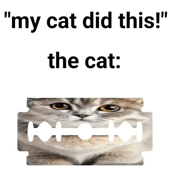 "my cat did this!"

the cat: