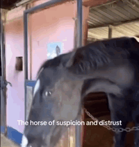 The horse of suspicion and distrust