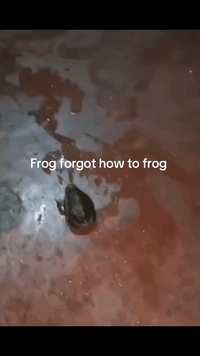 Frog forgot how to frog